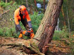 Best Tree Maintenance Programs  in Elk Rapids, MI