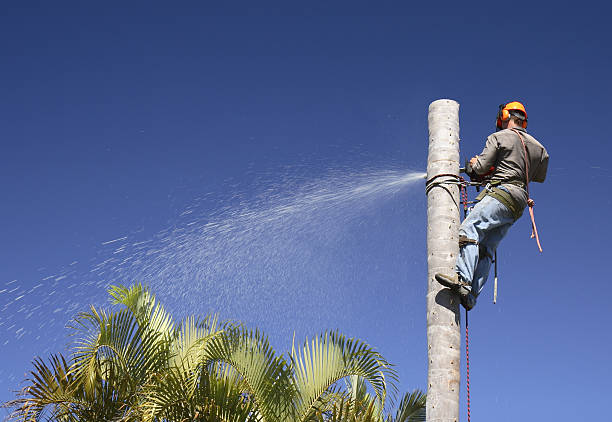 Best Tree Trimming and Pruning  in Elk Rapids, MI