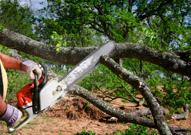 Best Commercial Tree Services  in Elk Rapids, MI