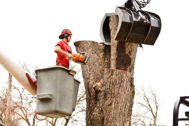 Best Tree Disease Treatment  in Elk Rapids, MI